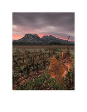 Load image into Gallery viewer, Sunset across the Vines