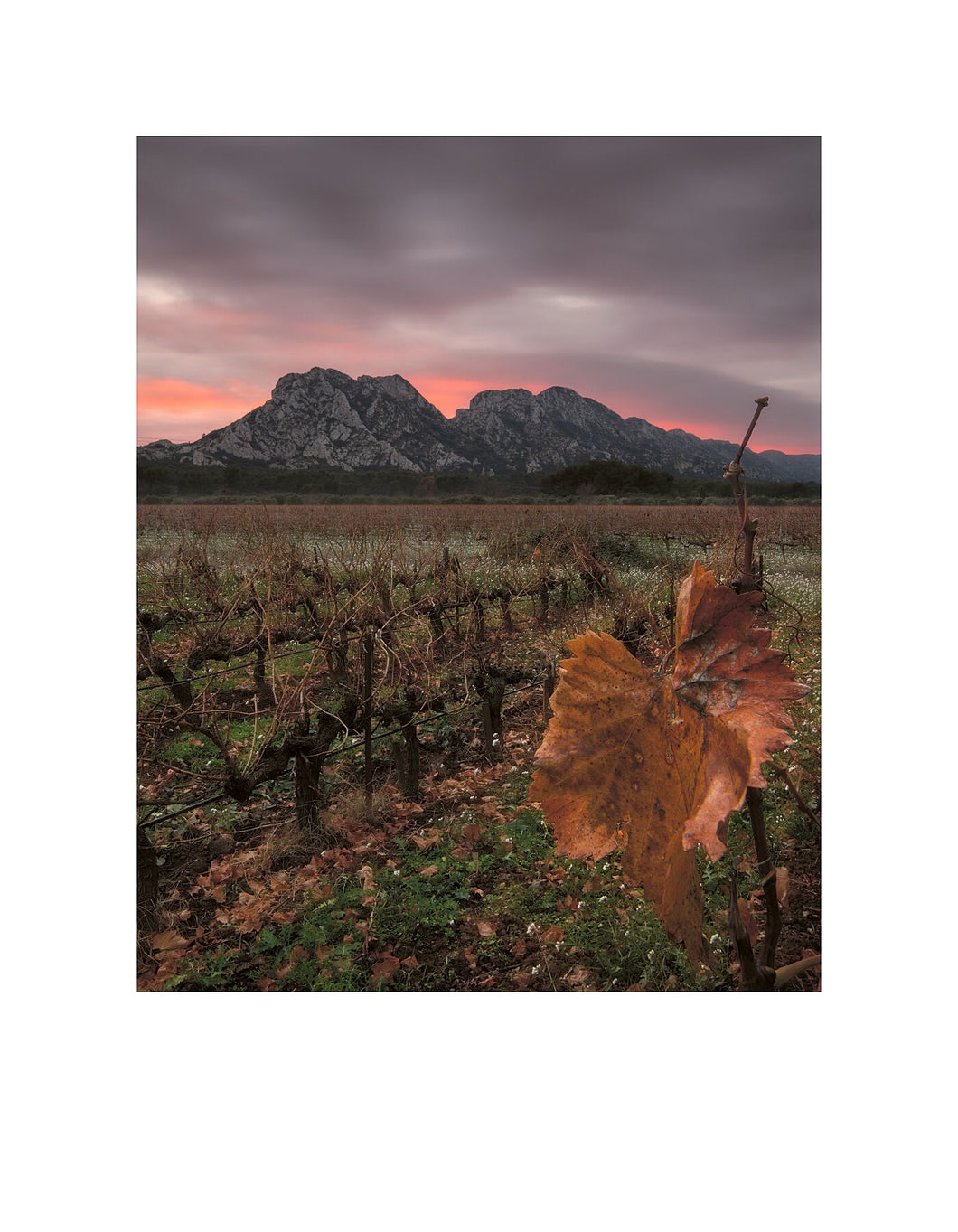 Sunset across the Vines